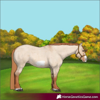 Horse Color:Red Dun Roan Frame Varnish Rabicano 