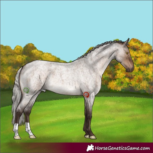 Horse Color:Silver Brown Roan Dun 