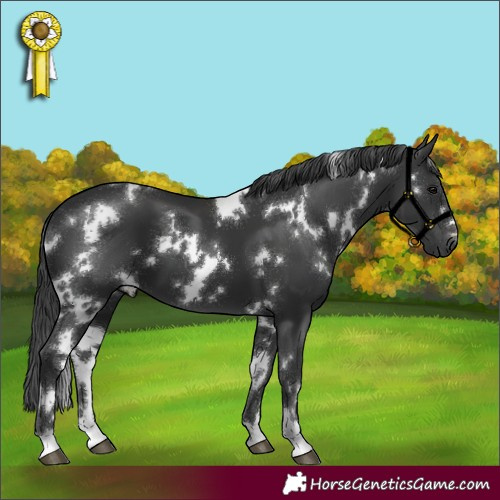 Horse Color:White Spotted Black 