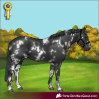 Horse Color:White Spotted Black