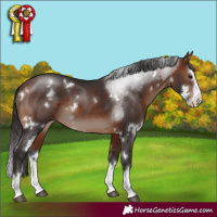 Horse Color:White Spotted Bay Splash