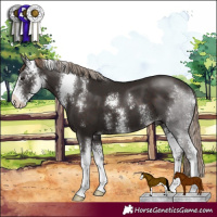 Horse Color:Liver Chestnut Sabino 