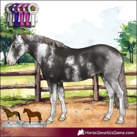 Horse Color:Liver Chestnut Sabino 