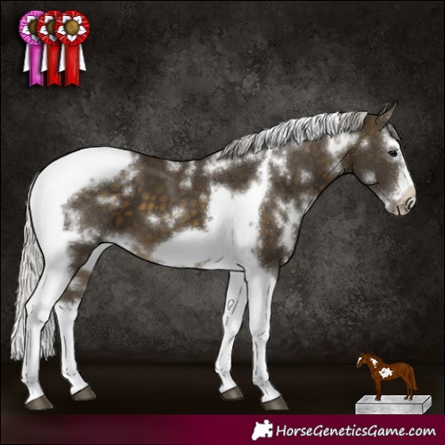 Horse Color:White Spotted Silver Buckskin Splash Tobiano Frame 
