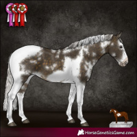 Horse Color:White Spotted Silver Buckskin Splash Tobiano Frame 