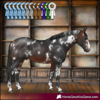 Horse Color:White Spotted Brown 