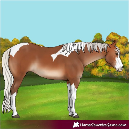 Horse Color:Silver Bay Sabino Tobiano 