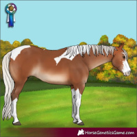 Horse Color:Silver Bay Sabino Tobiano 