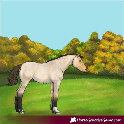 Horse Color:Buckskin Roan Dun 