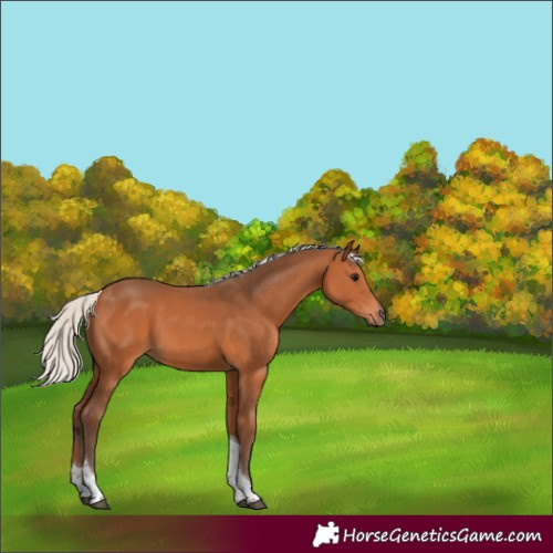 Horse Color:Silver Bay Tobiano 