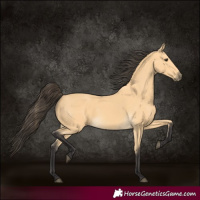 Horse Color:Buckskin 