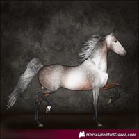 Horse Color:Gray Bay 