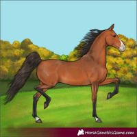 Horse Color:Bay Frame