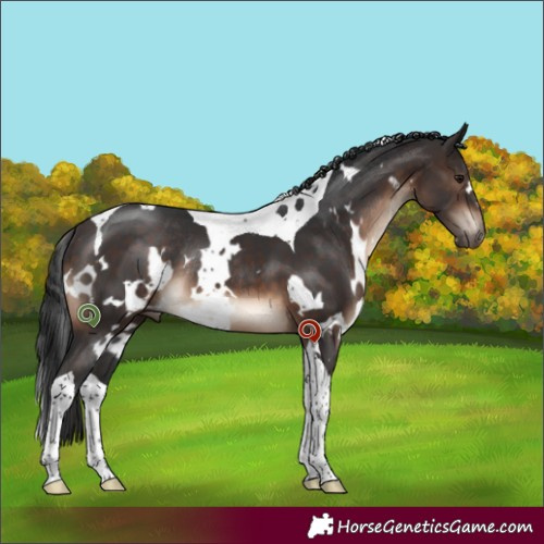 Horse Color:White Spotted Brown Tobiano Rabicano
