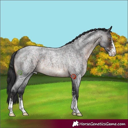 Horse Color:Brown Roan Sabino