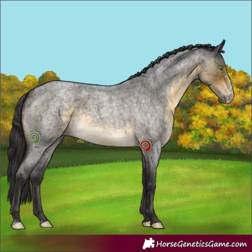 Horse Color:Buckskin Roan Mushroom Sabino