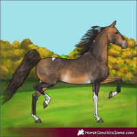Horse Color:Buckskin Tobiano