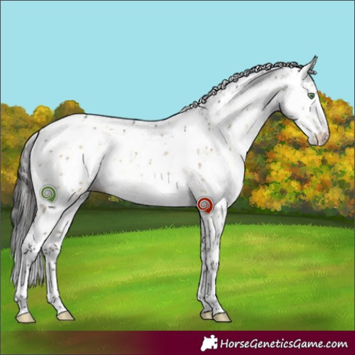 Horse Color:Buckskin Dun Sabino