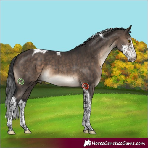 Horse Color:Brown Dun Sabino Tobiano Brindle