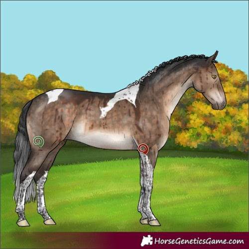 Horse Color:Brown Dun Tobiano Brindle 