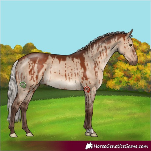 Horse Color:Silver Bay Dun Sabino Brindle 