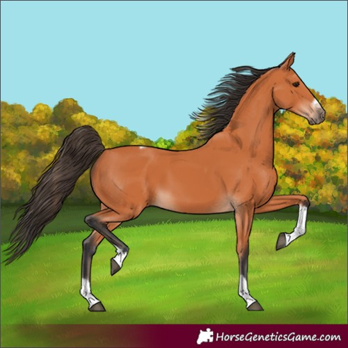 Horse Color:Bay Tobiano Frame 