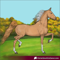 Horse Color:Chestnut Tobiano Frame