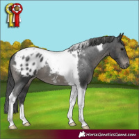Horse Color:Black Tobiano Appaloosa 