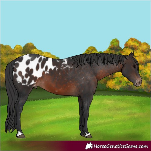 Horse Color:Brown Blanket