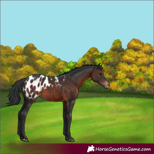 Horse Color:Brown Appaloosa 