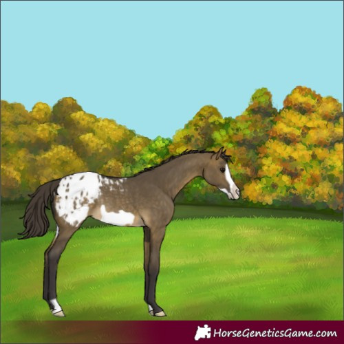 Horse Color:Buckskin Dun Frame Appaloosa Rabicano 