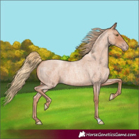 Horse Color:Gold Champagne Roan 