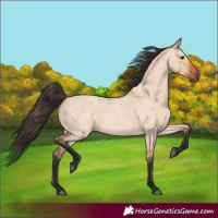 Horse Color:Bay Roan Dun 