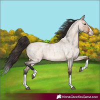 Horse Color:Bay Roan Dun Splash 
