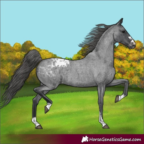 Horse Color:Blue Roan Appaloosa 