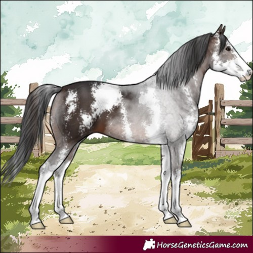 Horse Color:Brown Sabino 
