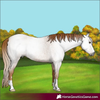 Horse Color:Gray Red Roan 