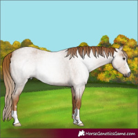 Horse Color:Gray Red Roan 