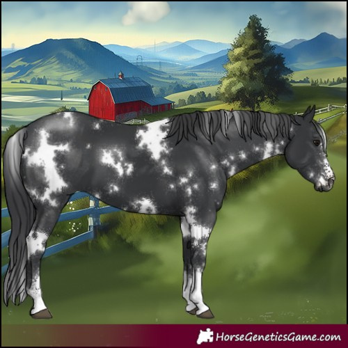 Horse Color:White Spotted Black Sabino 