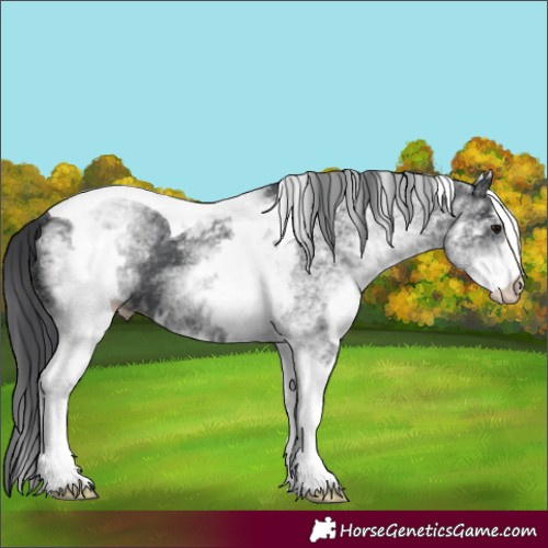 Horse Color:White Spotted Black Tobiano 