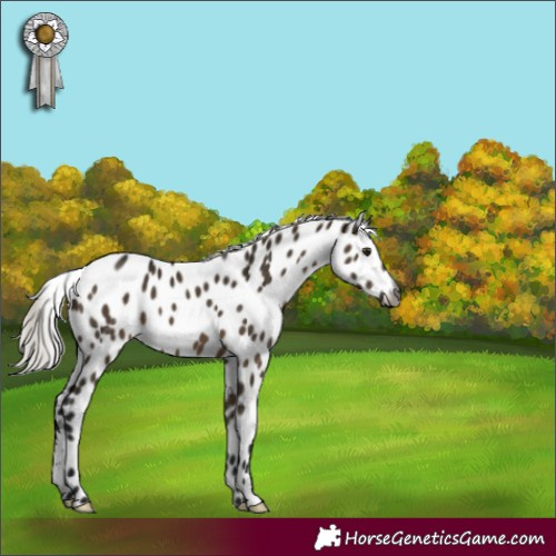 Horse Color:Gray Silver Brown Dun Appaloosa