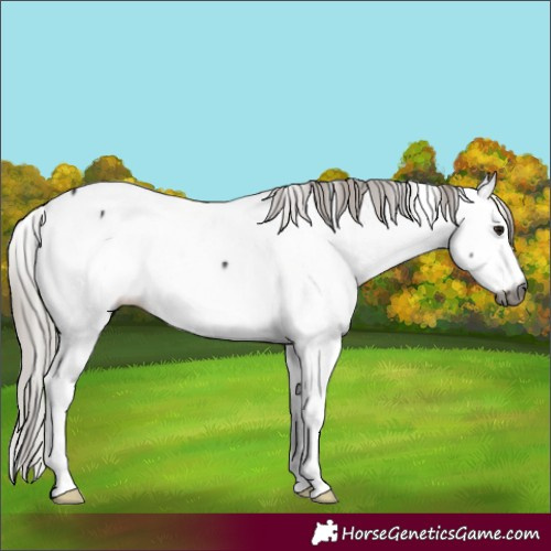 Horse Color:Gray Silver Brown Appaloosa 
