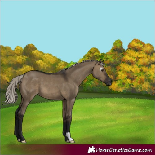 Horse Color:Gray Silver Brown Dun
