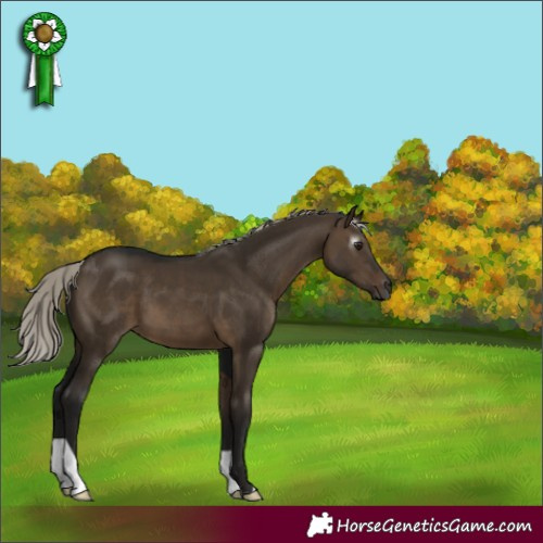 Horse Color:Gray Silver Brown Dun
