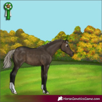 Horse Color:Gray Silver Brown Dun