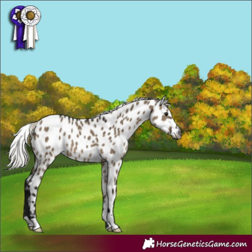 Horse Color:Gray Silver Brown Dun Appaloosa