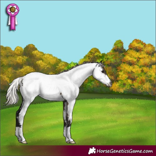 Horse Color:Gray Silver Brown Dun Fewspot 