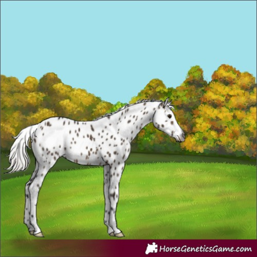 Horse Color:Gray Silver Brown Dun Appaloosa 