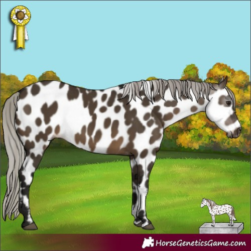 Horse Color:Gray Silver Brown Dun Leopard 
