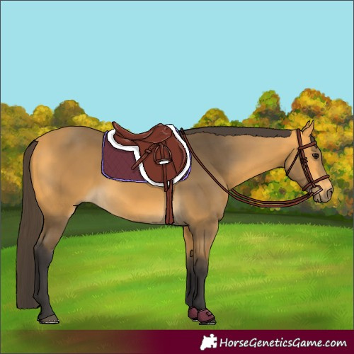 Horse Color:Buckskin 